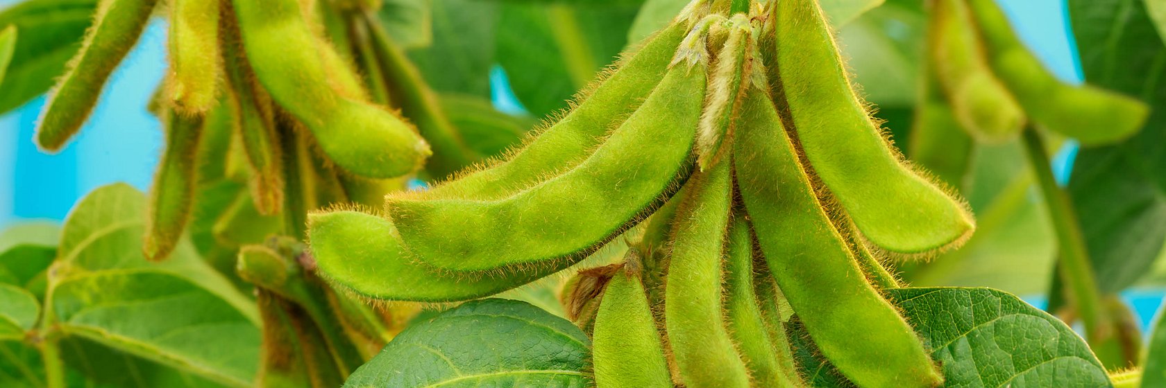 Fresh soybeans in pods